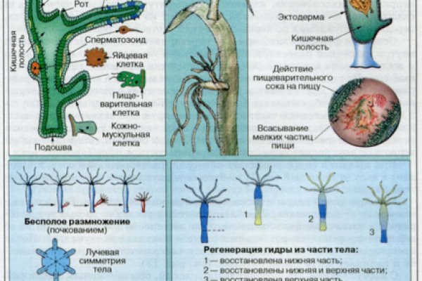 Кракен интернет площадка