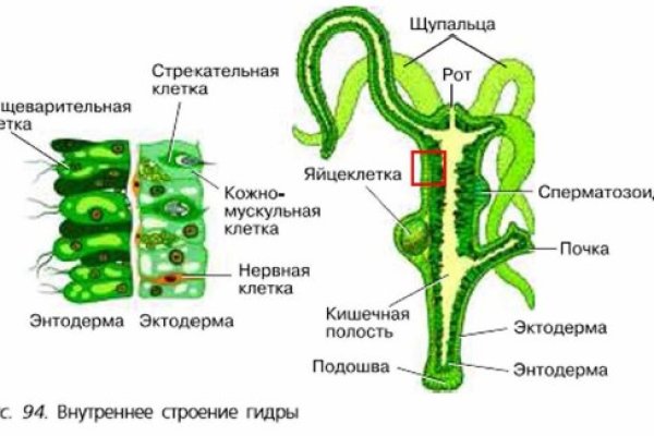 Ссылка на кракен в тор браузере